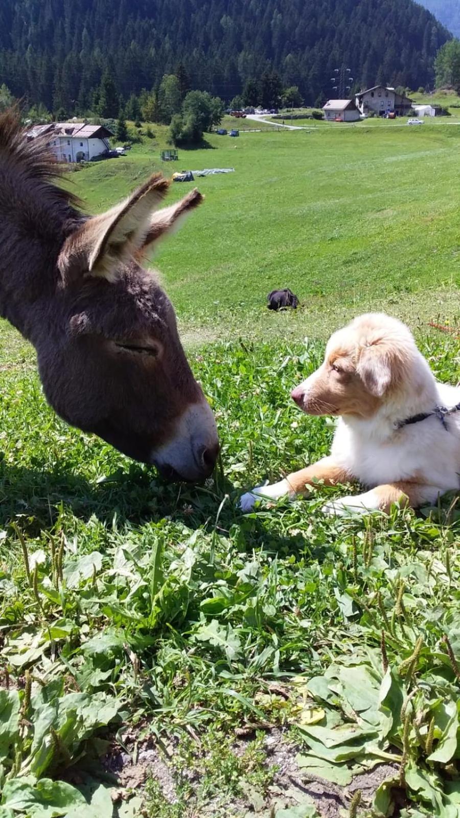 Willa Chalet Rustico Bertolini Per Gruppi! Vermiglio Zewnętrze zdjęcie