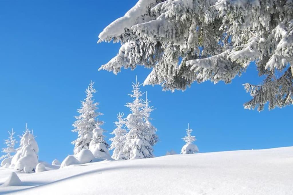 Willa Chalet Rustico Bertolini Per Gruppi! Vermiglio Zewnętrze zdjęcie